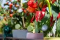 Preview: FYTA 2.0 Grow Set (ca. ab Oktober lieferbar)