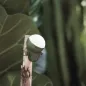 Preview: FYTA 2.0 Jungle Set (ca. ab Oktober lieferbar)